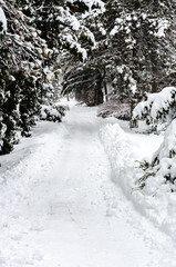 Snow covered mountain road and forest during winter .