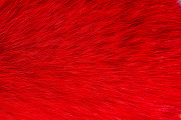Natural fox fur scarf painted red . Fashion accessory for women .