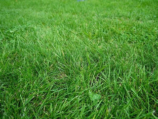 Background from green growing grass. Lawn.