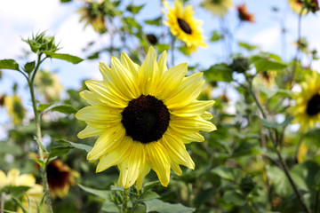 Obraz premium Light yellow sunflower with raindrops in the morning sunlight