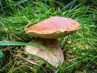 Boletus Edulis