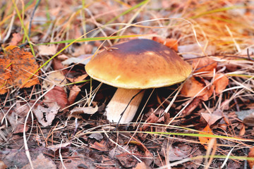 Natural white mushroom growing in a forest in the grass and old withered leaves. Edible mushroom with a brown hat, sunny flare autumn day