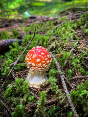  Giovane amanita muscaria