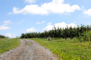 Gravel road through the apple orchard