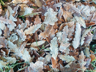 Autumn leaves