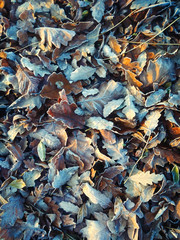 Autumn leaves
