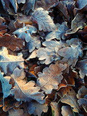 Autumn leaves