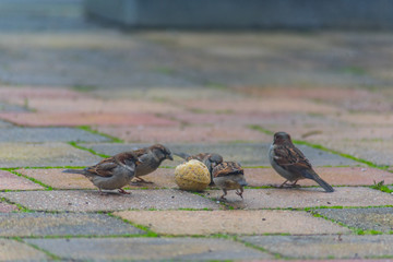  sparrow bird being fed in the garden