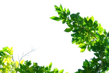 Tropical tree leaves with sunlight on white isolated background for green foliage backdrop 