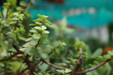 leaves of a tree