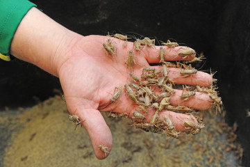 cricket farming - insects for reptiles, making food for pets, and creating a flour from which to produce food for human nutrition - rich in protein - defeat hunger in Africa - cricket to eat
