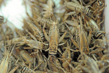 cricket farming - insects for reptiles, making food for pets, and creating a flour from which to produce food for human nutrition - rich in protein - defeat hunger in Africa - cricket to eat