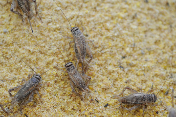 cricket farming - insects for reptiles, making food for pets, and creating a flour from which to produce food for human nutrition - rich in protein - defeat hunger in Africa - cricket to eat