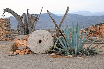 Fototapeta na wymiar cactus in the desert agave 