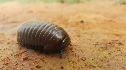 snail on stone