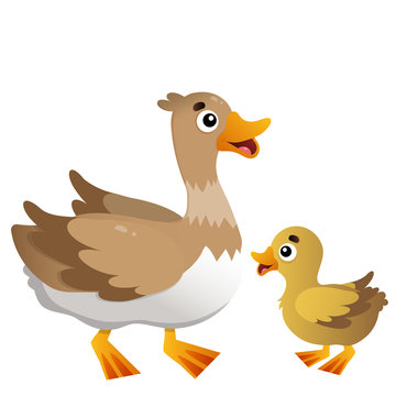 Color image of cartoon duck with duckling on white background. Farm animals. Vector illustration for kids.