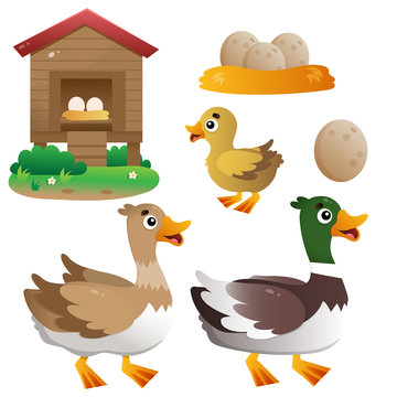Color image of cartoon duck with drake and duckling on white background. Farm animals. Vector illustration set for kids.