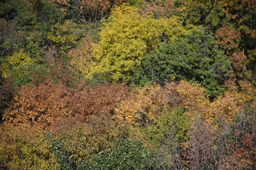 colorful autumn forest top view