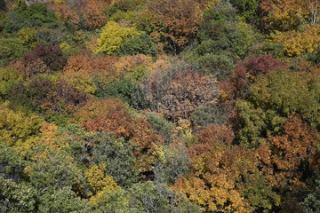 colorful autumn forest top view