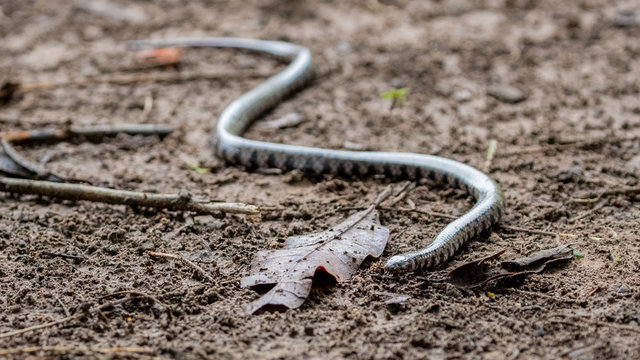 Die zu den Wasserschlangen geh&ouml;rende Hydrops caesurus kriechend in der Seitenansicht