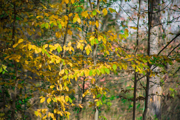 Beautiful autumn forest during sunset time. Azerbaijan Nature