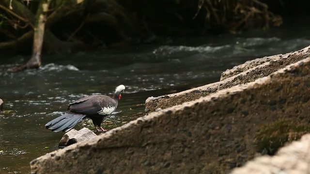 Black-fronted Piping-guan (Pipile jacutinga) feeding on algae in a river in the subtropical rainforest of Argentina