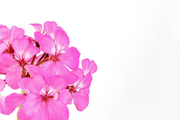 Fototapeta na wymiar Pink flowers on white background close up and soft focus. 