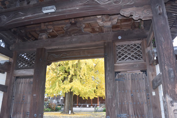 Fototapeta premium いちょう