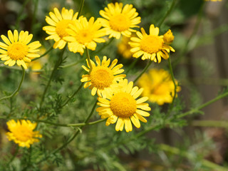 Cota tinctoria or golden marguerite with yellow flower head and bright green foliage on long thin angular stems