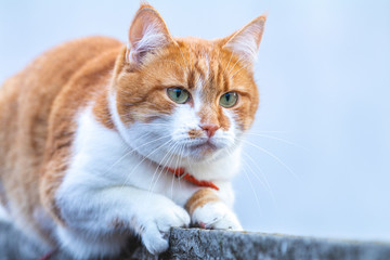 Cat that sees a threat is preparing for a jump, a cat's emotions close up.
