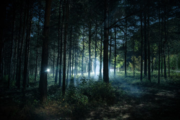 Naklejka premium Magical lights sparkling in mysterious pine forest at night.