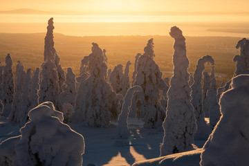 Golden light of a sunrise behind snowy boreal forest in Finnish Lapland