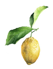 Watercolor drawing ripe lemon with leaves on a branch