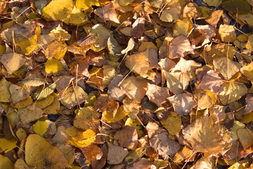   leaves yellow autumn background