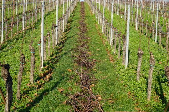 Beschnitt von Weinst&ouml;cken im Herbst