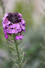 fiore