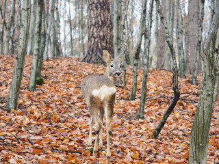 Reh im Herbstwald