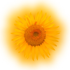 sunflower isolated on white background