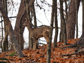 Reh im Herbstwald