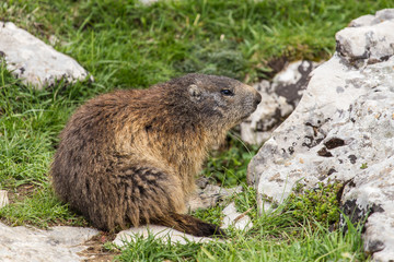portrait of a marmot at the entrance of his burrow, Vercors France