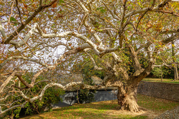 Platanus or plane tree. Autumn in nature, fallen leaves from the yellowed tree