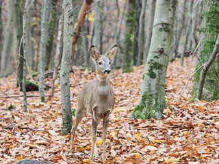 Reh im Herbstwald
