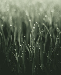 grashalm mit regentropfen