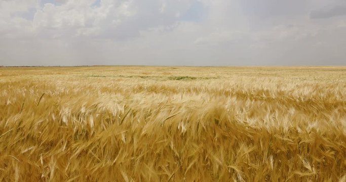 Wheat field with bright blue sky and wind