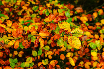 autumn leaves 1