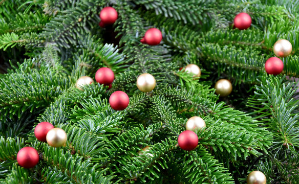 Christmas ornament on a Christmas tree branch stock images. Christmas decorations balls on tree branch. Golden and red Xmas decorations on spruce branch. Beautiful natural Christmas background