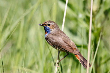 Bluethroat male on grass. Beautiful colorful little songbird. Bird in wildlife.