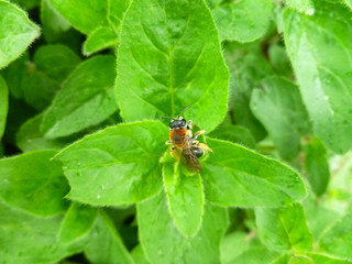 Oregano bright green furry new leaves (Origanum vulgare) with working bee. Fresh oregano growing in the herb garden. Cuisine herbs. 
