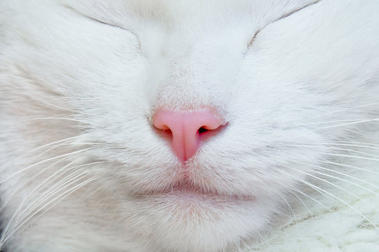 White cat. Nose, lips, mustache, fur and eyes close-up