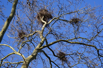 Vier Vogelnester in einer kahlen Platane vor blauem Himmel